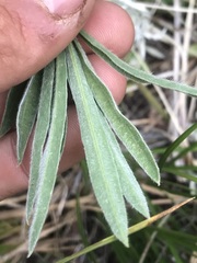 Lupinus sulphureus