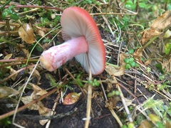 Russula americana
