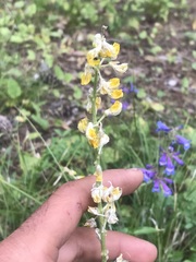 Lupinus sulphureus