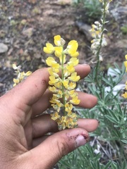 Lupinus sulphureus