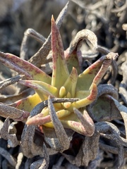 Dudleya cultrata