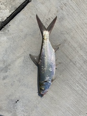 Megalops cyprinoides