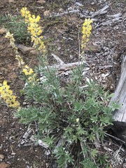 Lupinus sulphureus