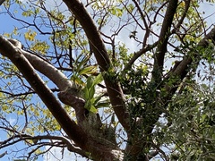 Catasetum integerrimum