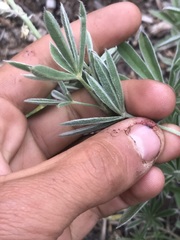 Lupinus sulphureus