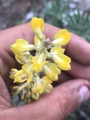 Lupinus sulphureus