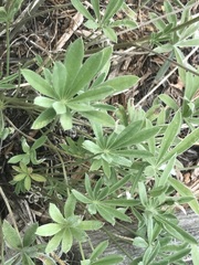 Lupinus sulphureus