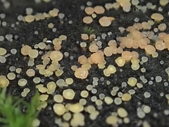 Bisporella subpallida