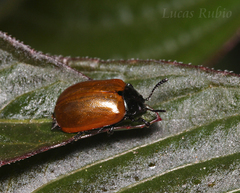 Plagiodera erythroptera