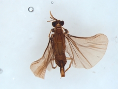 Strepsiptera