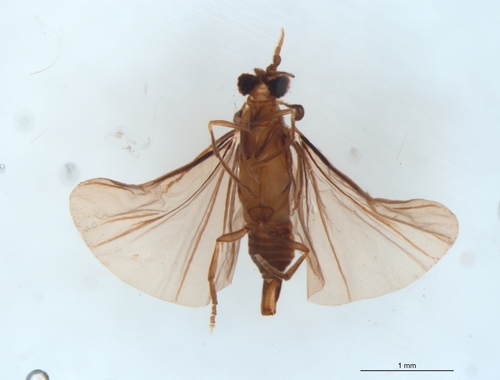 Genus Triozocera · iNaturalist
