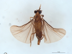 Strepsiptera