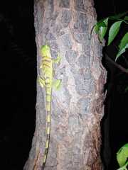 Iguana iguana