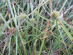 Cyperus brevifolioides