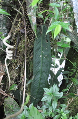 Anthurium wendlingeri