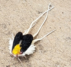 Cerogenes auricoma
