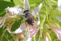 Megachilini