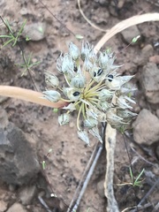 Allium tolmiei