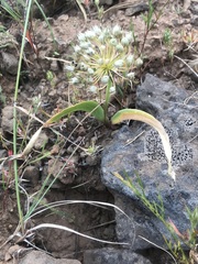 Allium tolmiei