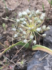 Allium tolmiei