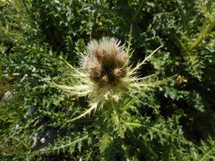 Cirsium spinosissimum
