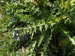 Cirsium spinosissimum