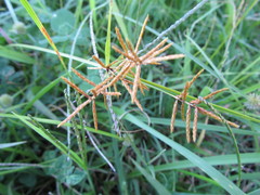 Cyperus esculentus leptostachyus