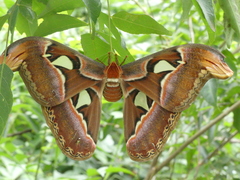 Attacus taprobanis