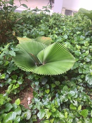 Licuala orbicularis