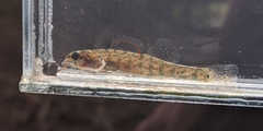 Etheostoma gracile