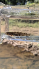 Etheostoma squamiceps