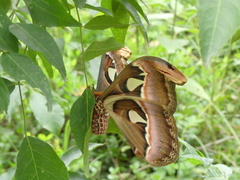 Attacus taprobanis