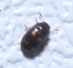 Litargus tetraspilotus