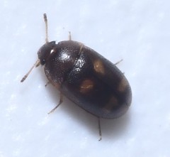 Litargus tetraspilotus