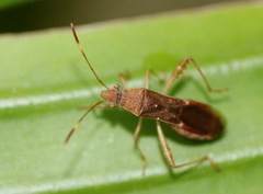 Burtinus notatipennis