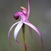 Cherry Spider Orchid - Photo (c) julesguth, some rights reserved (CC BY-NC)