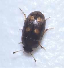 Litargus tetraspilotus