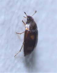 Litargus tetraspilotus
