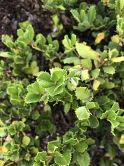 Ceanothus griseus