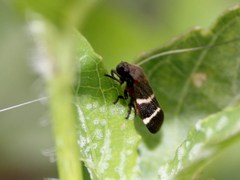 Aeneolamia albofasciata