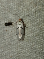 Enaemia atrolinea