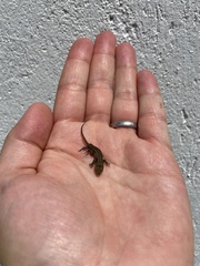 Sceloporus subniger