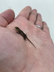 Sceloporus subniger