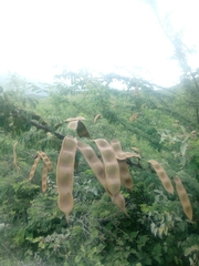 Havardia acatlensis
