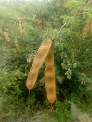 Havardia acatlensis