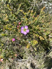 Leptospermum rotundifolium