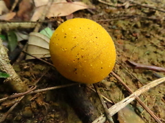 Scleroderma sinnamariense