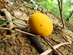 Scleroderma sinnamariense