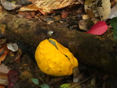 Scleroderma sinnamariense