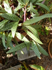 Ledebouria socialis